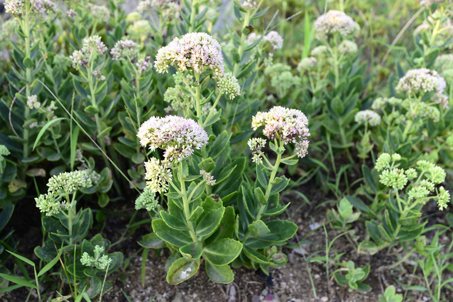 植物八宝图片大全图片