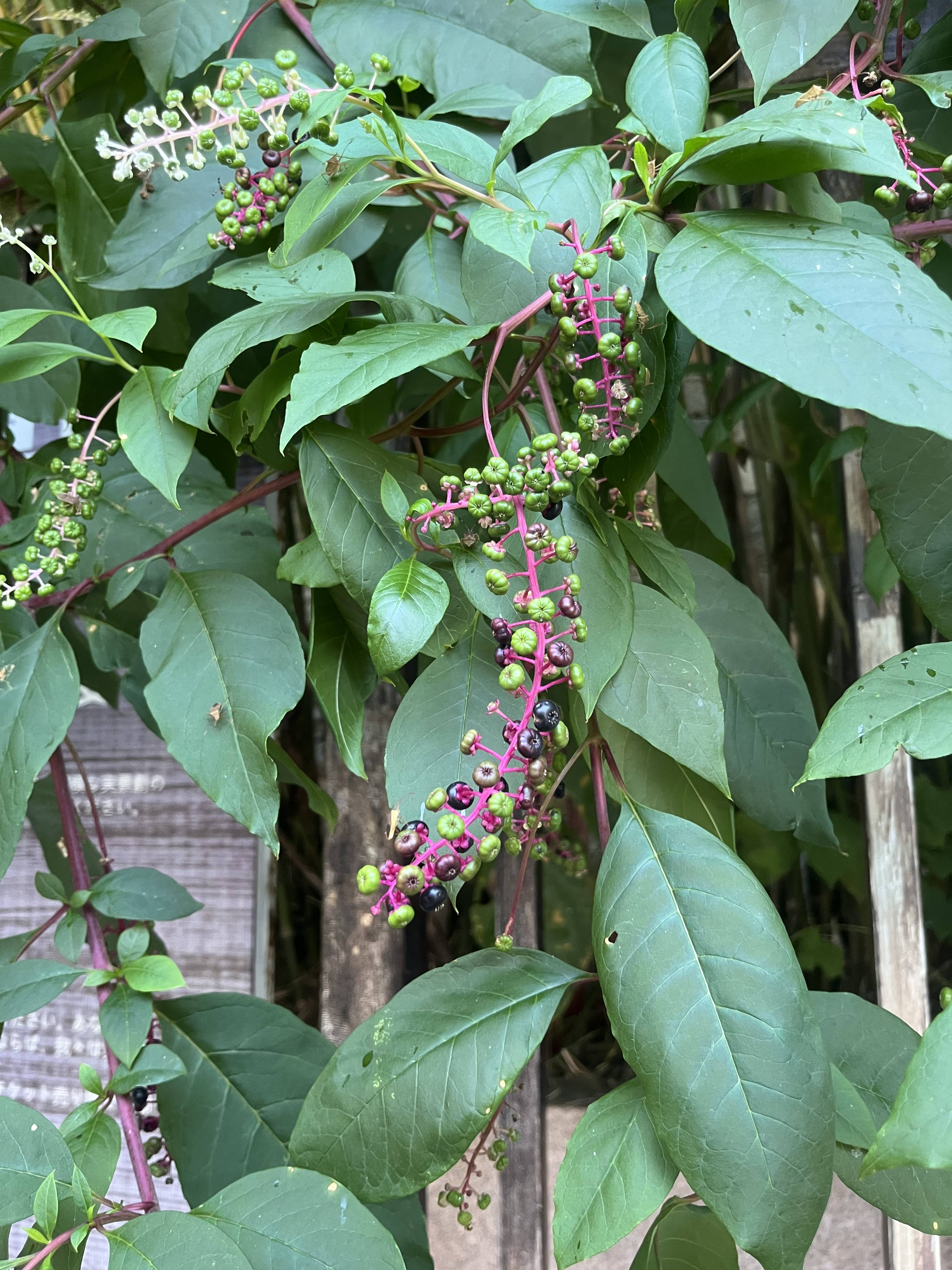 花草世界之21 垂序商陆‌