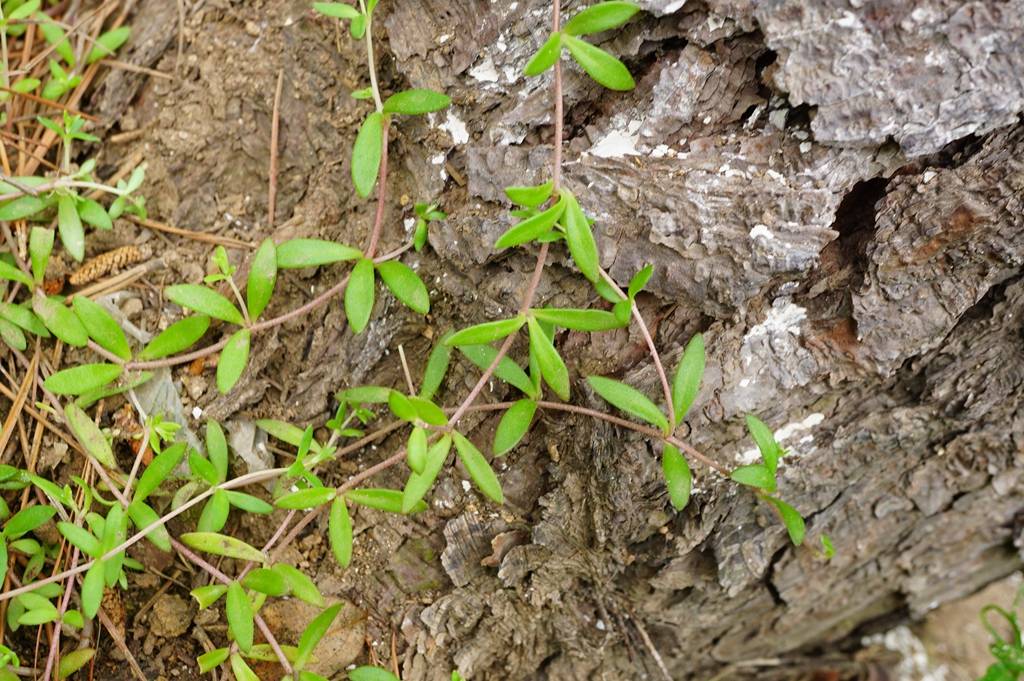 我见到的山东本土植物和园林栽培植物(618)垂盆草