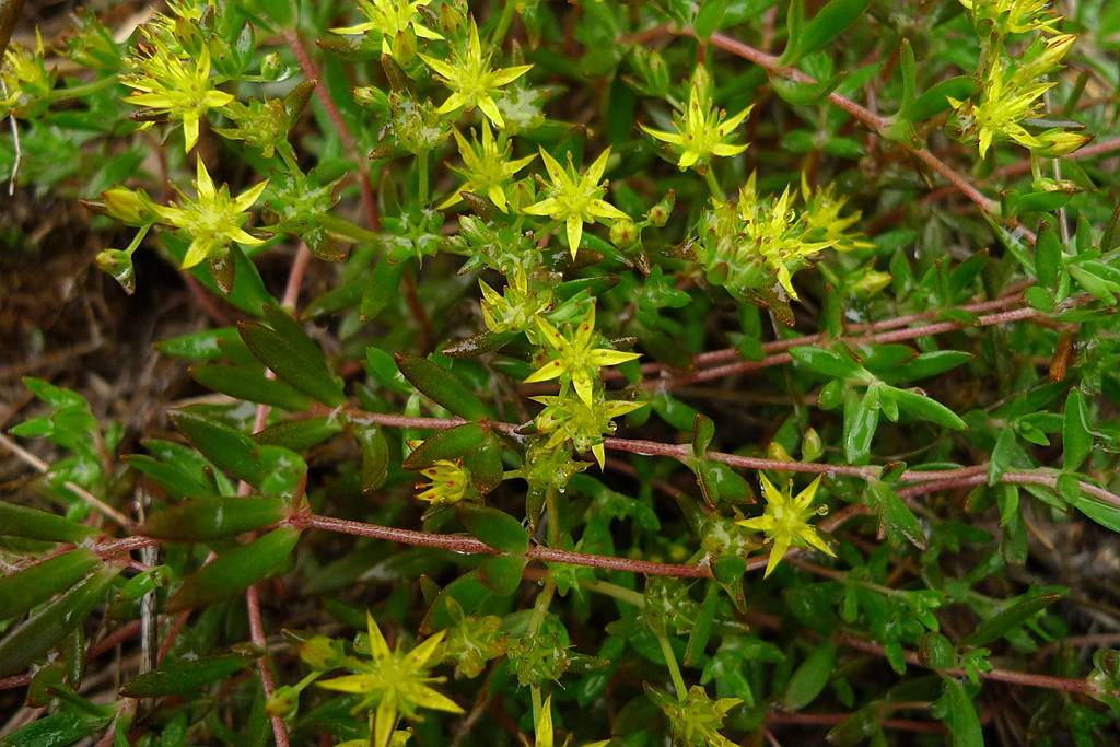 我见到的山东本土植物和园林栽培植物(618)垂盆草