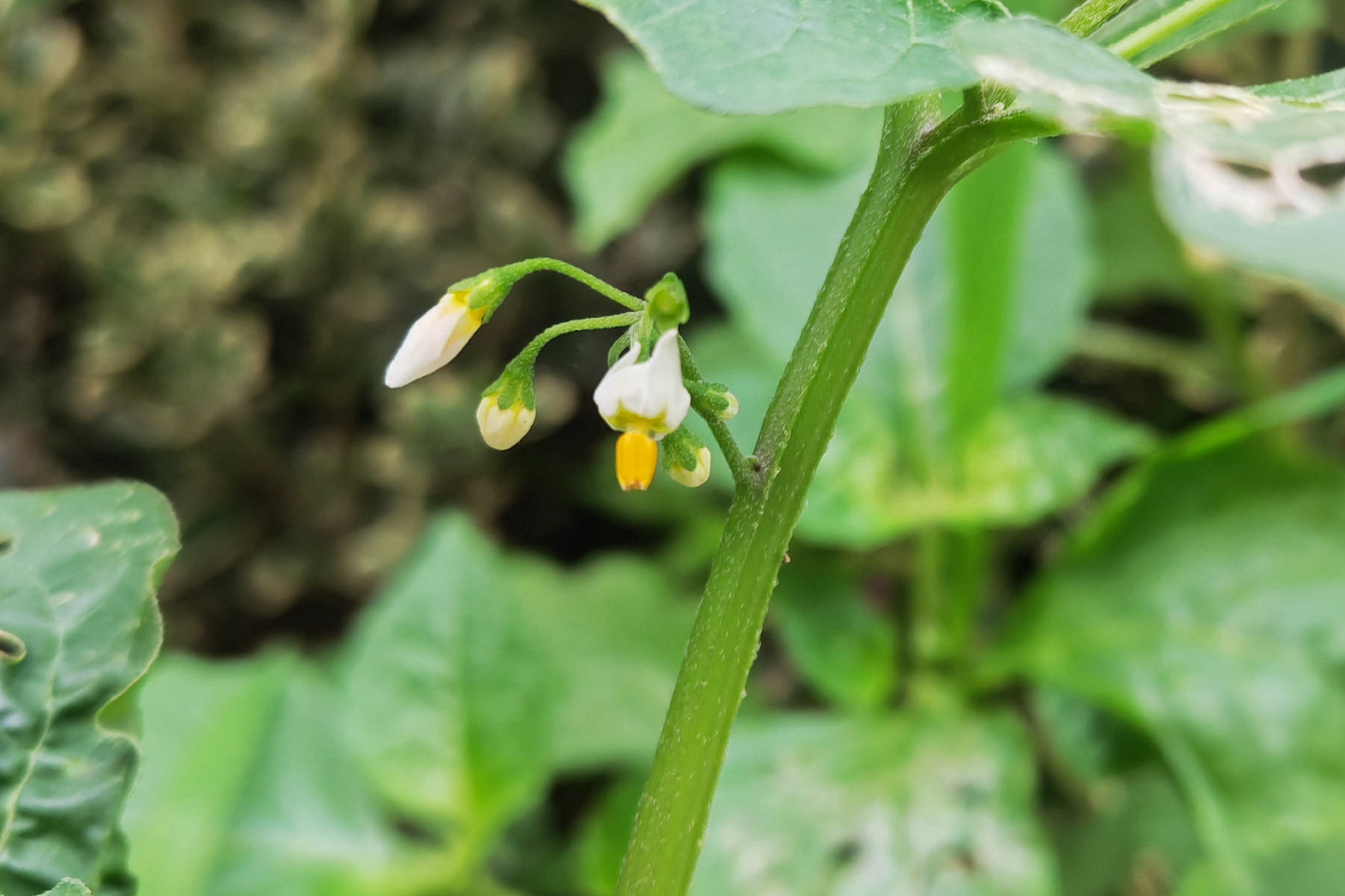 我见到的山东本土植物和园林栽培植物(635)龙葵