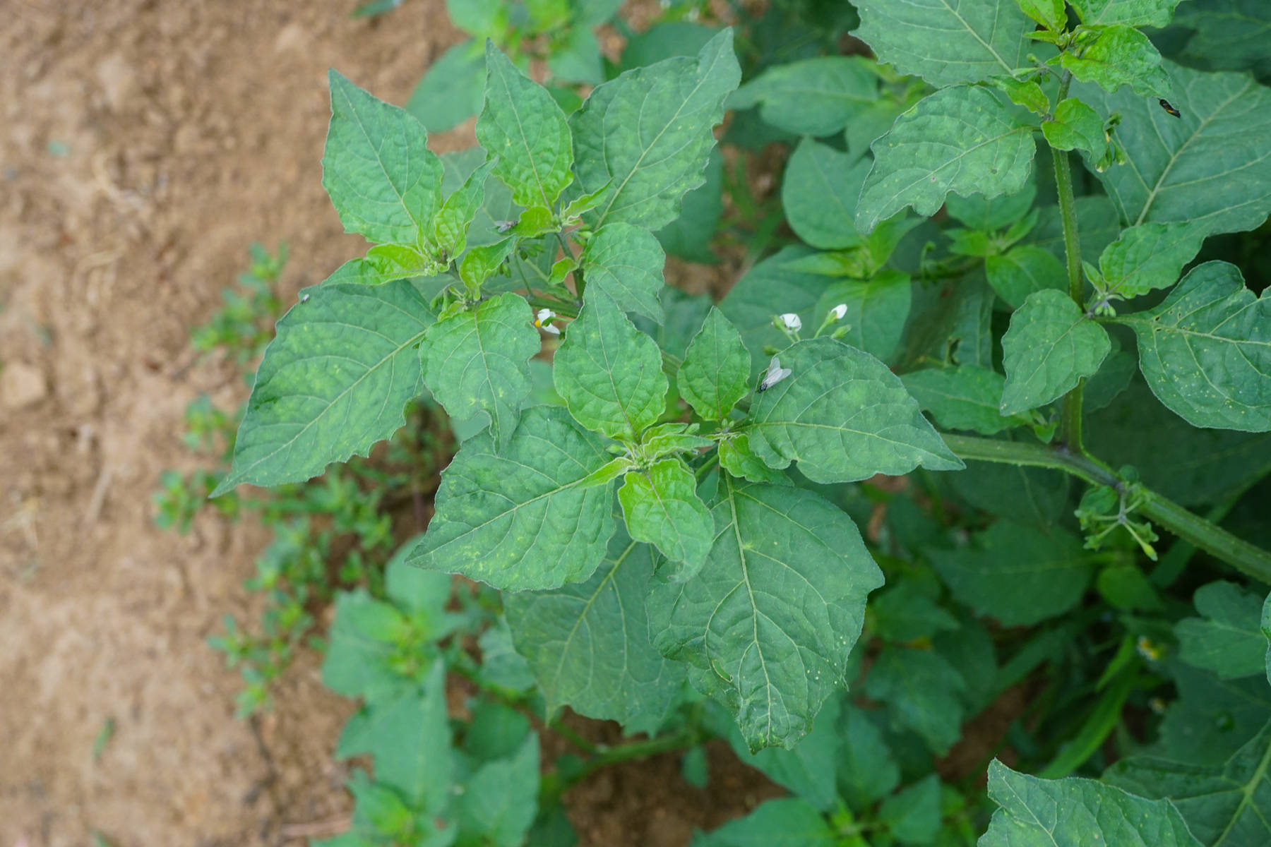 我见到的山东本土植物和园林栽培植物(635)龙葵
