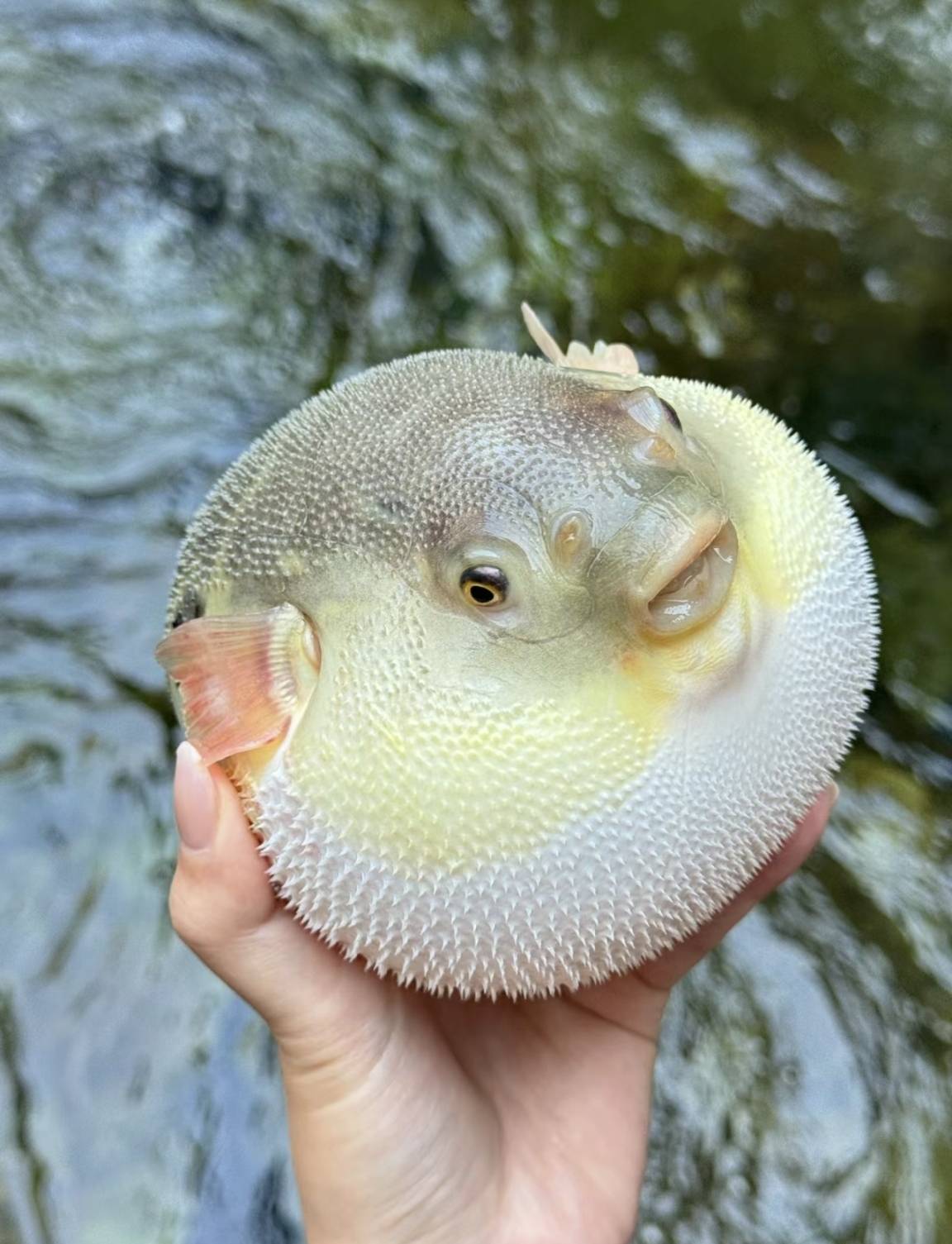 食用河豚品种图片