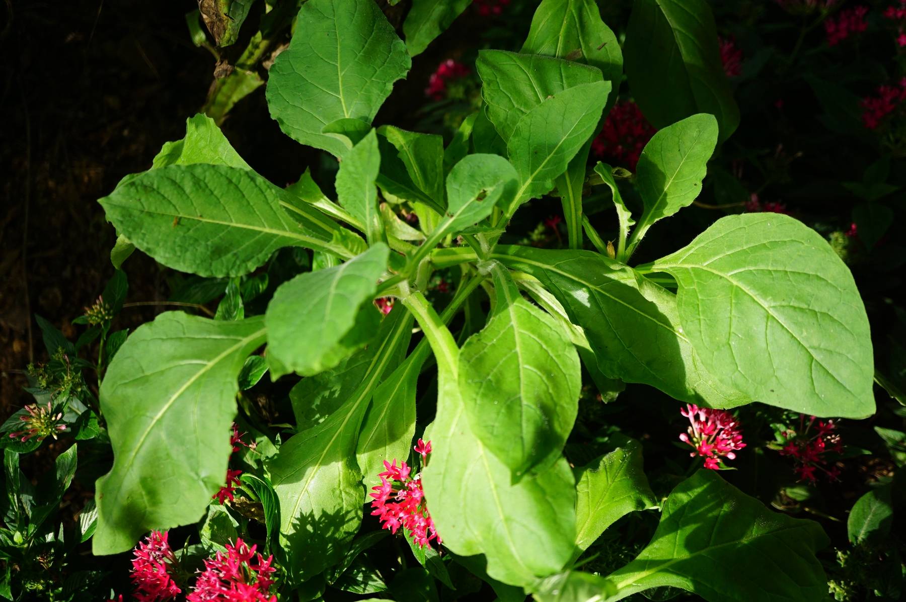 我见到的山东本土植物和园林栽培植物