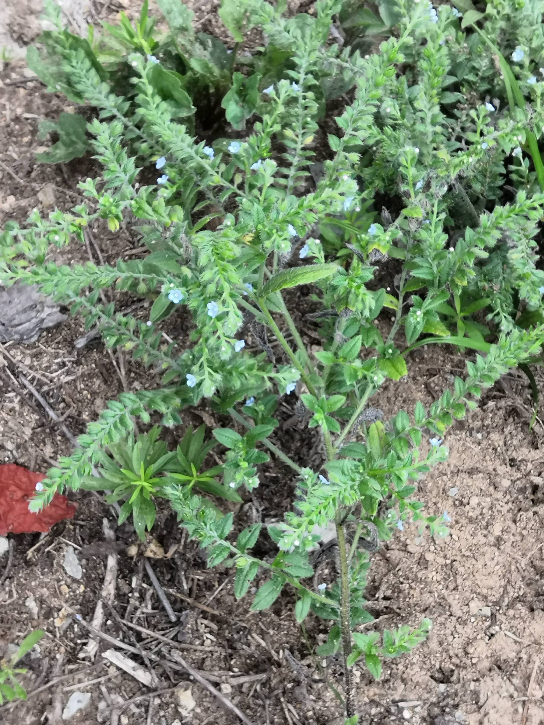 斑种草属图片