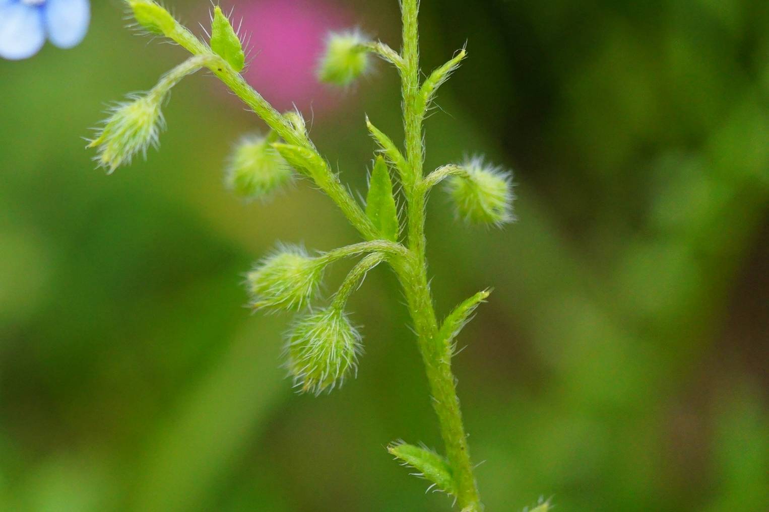 我见到的山东本土植物和园林栽培植物(704)狭苞斑种草