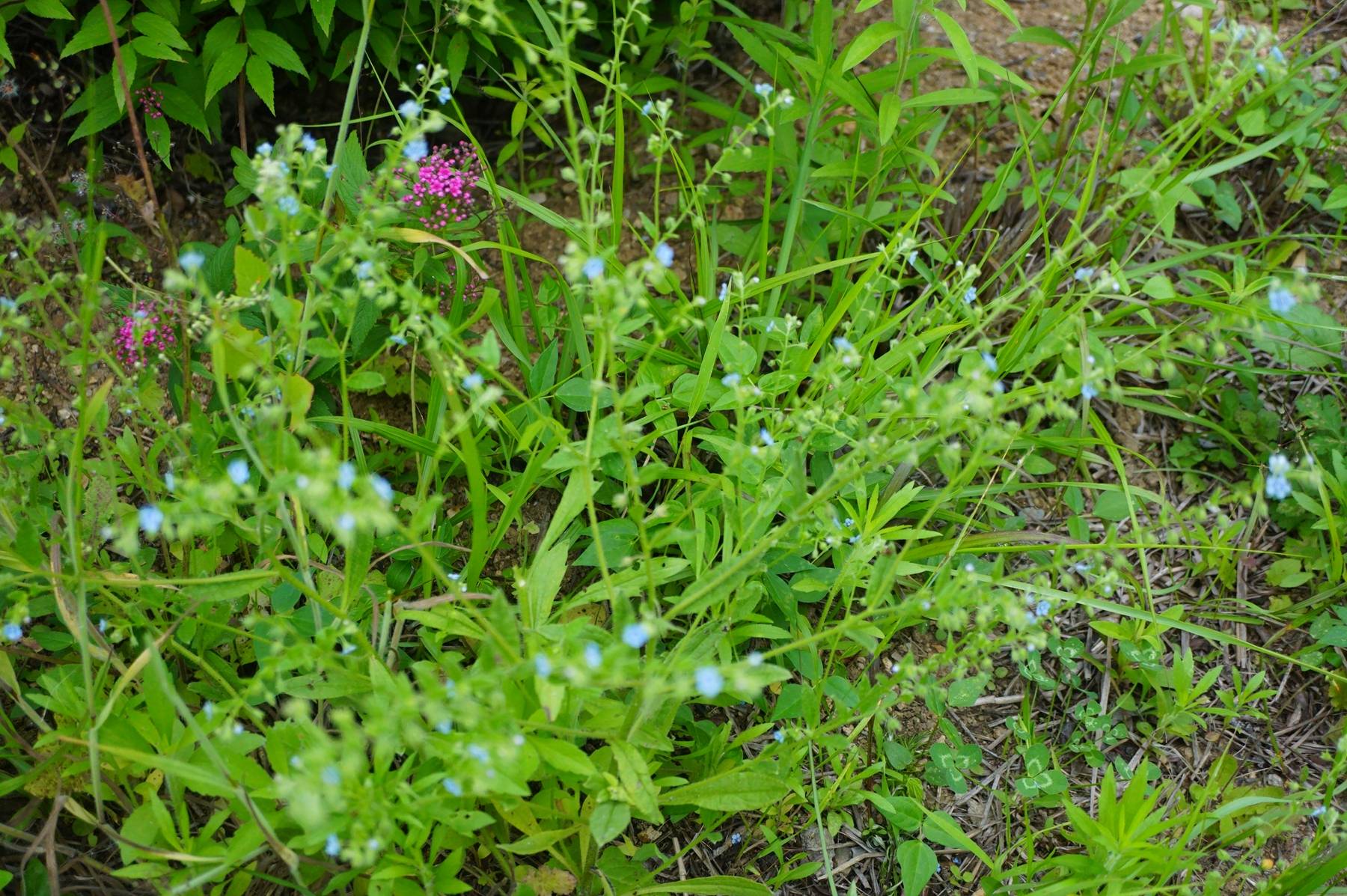 我见到的山东本土植物和园林栽培植物(704)狭苞斑种草