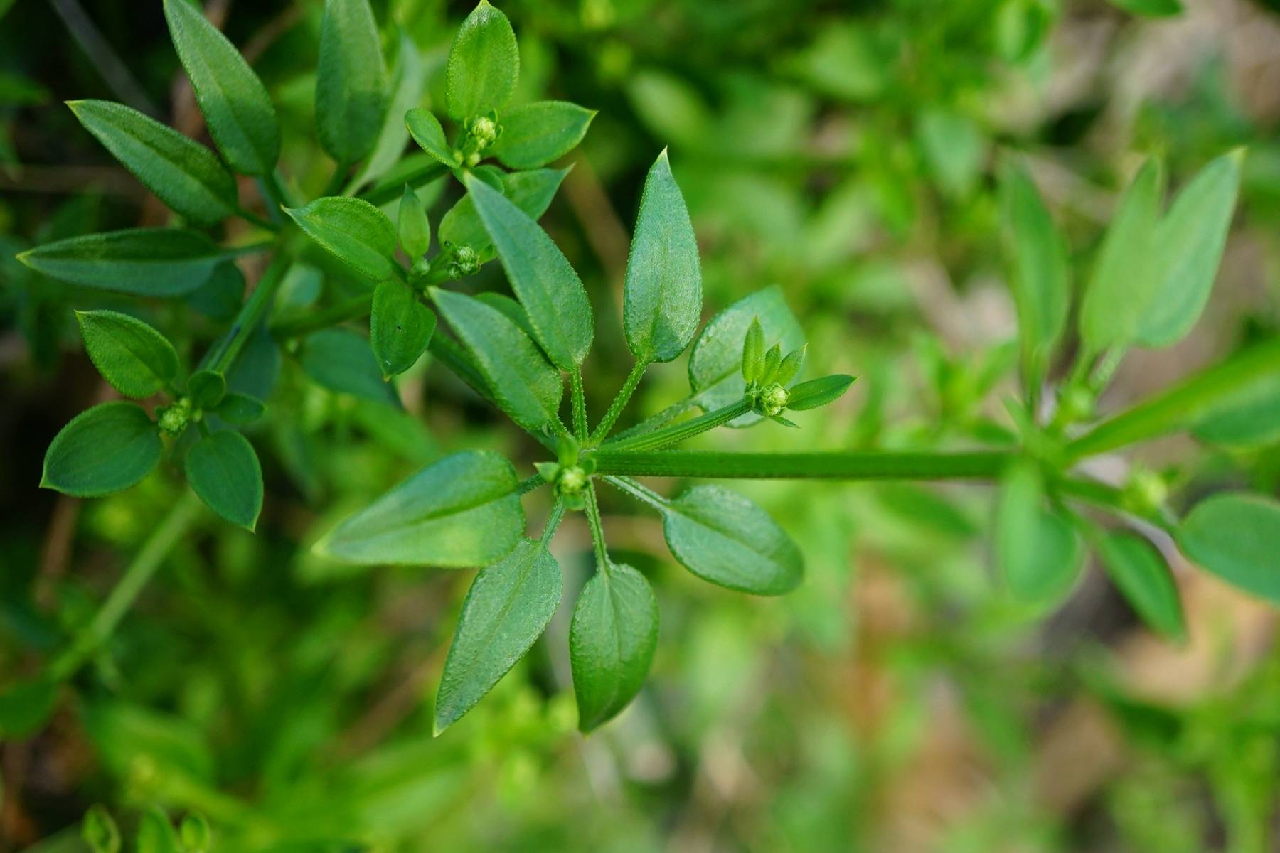 茜草图片大全植物图片图片