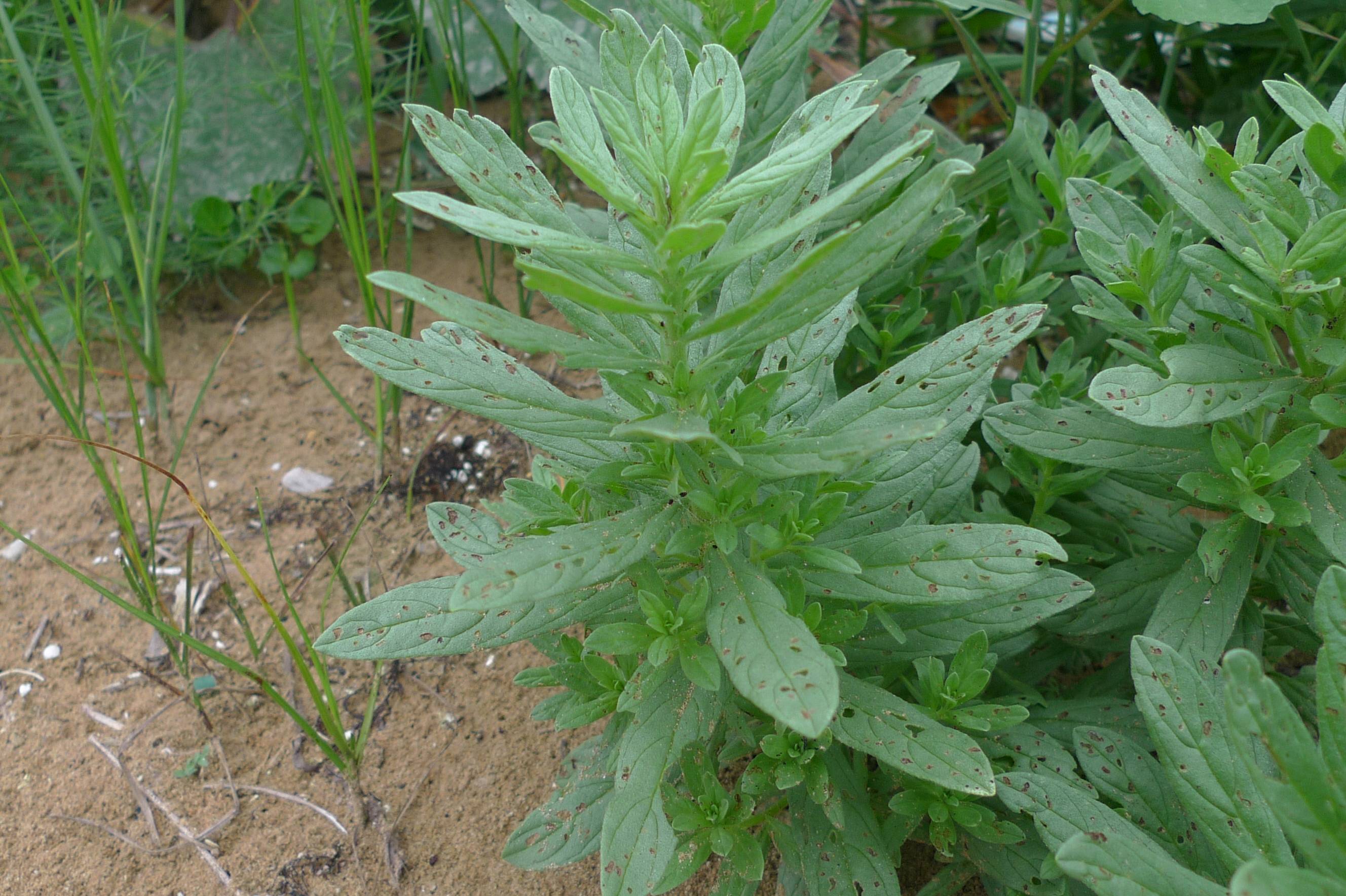 砂引草有细叶砂引草(变种),与砂引草的区别在于叶狭细呈线形或线状