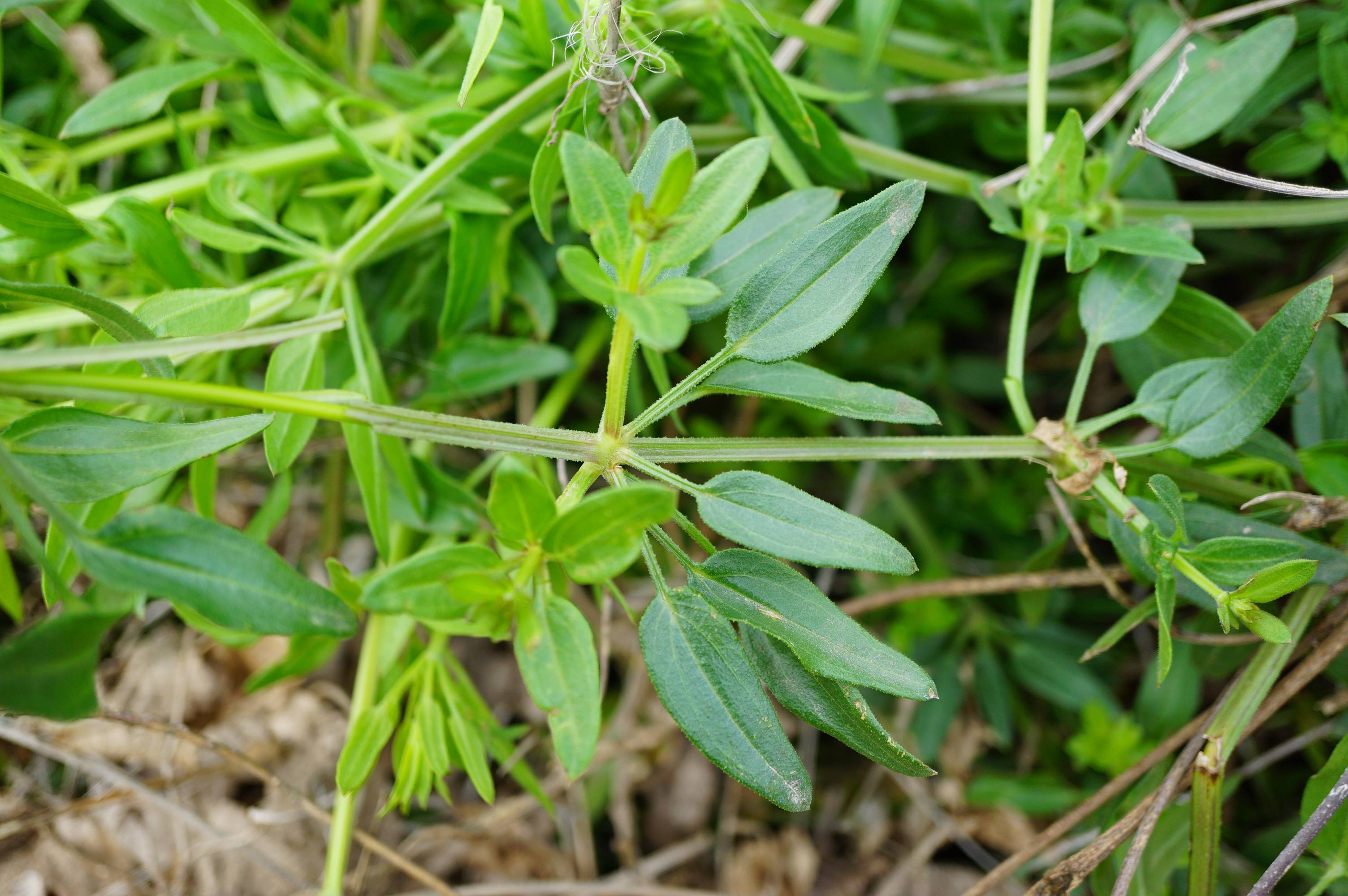 茜草生长环境图片