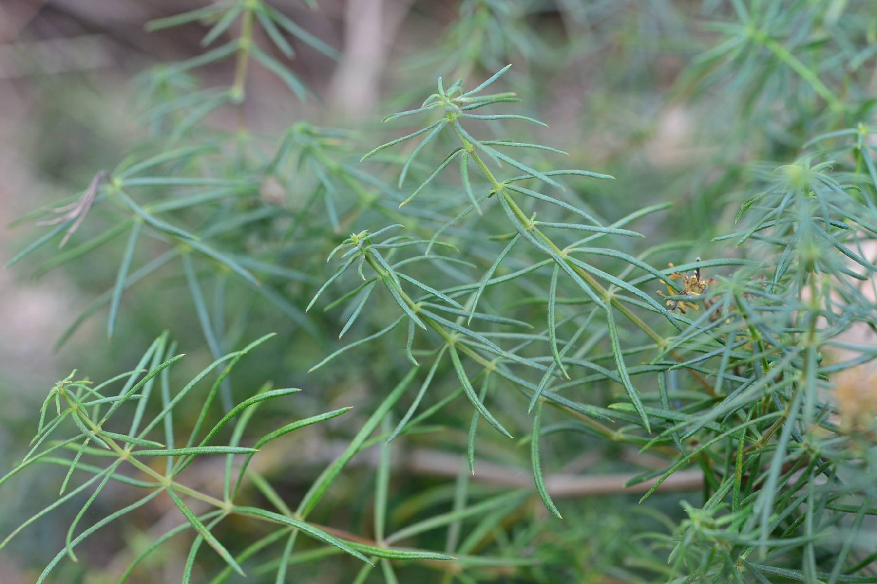 我见到的山东本土植物和园林栽培植物(713)蓬子菜