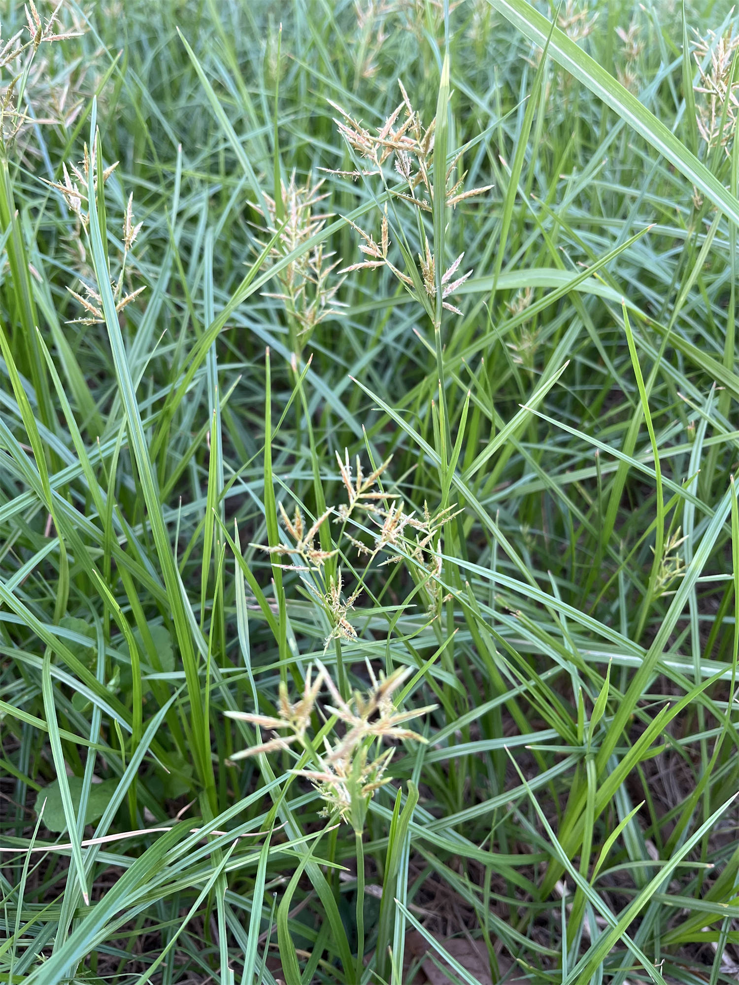 花草世界之48:香附子