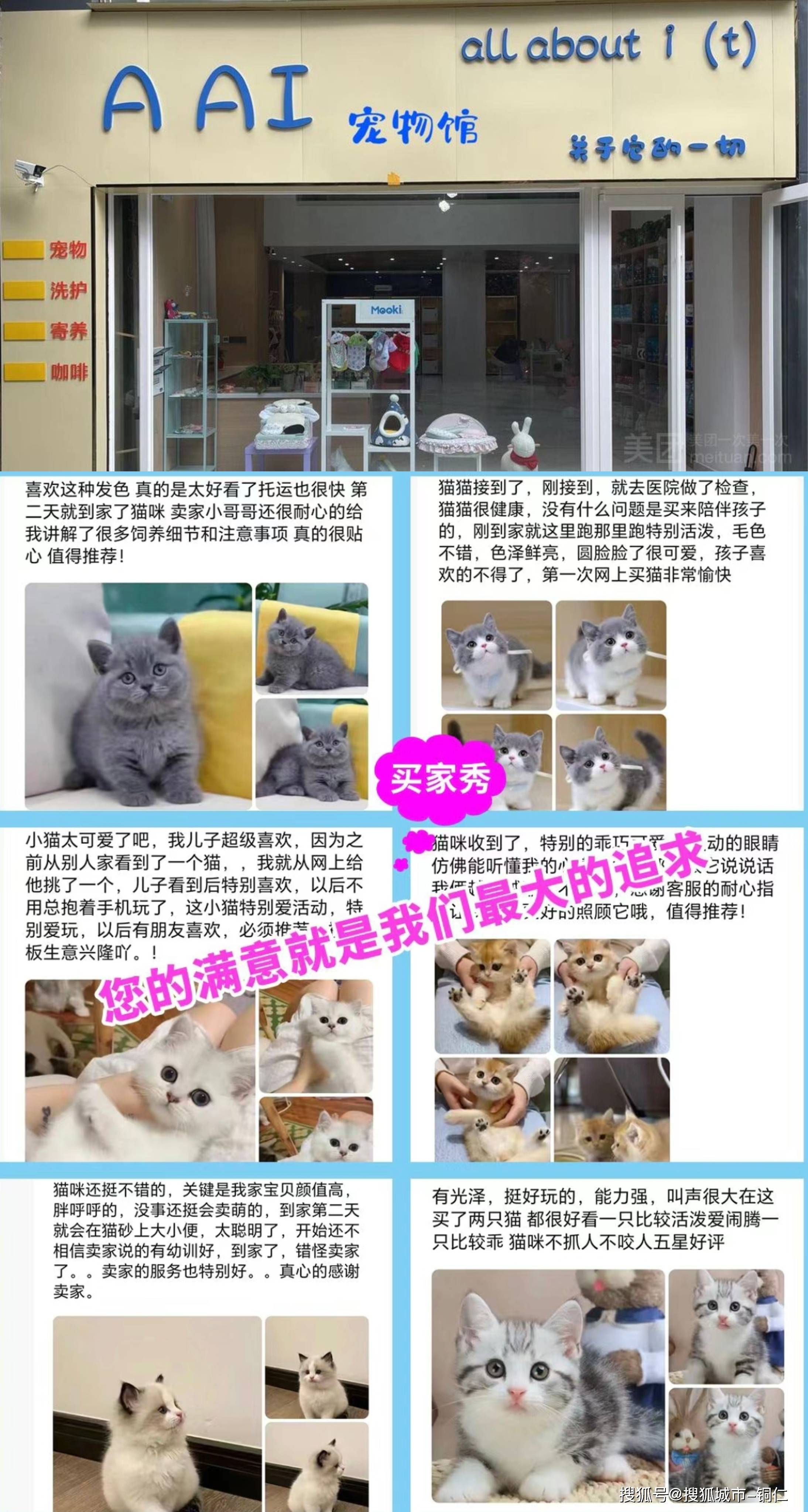 怎么买猫便宜图片