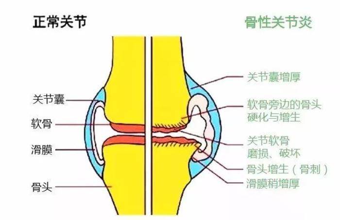 托法替布结构图片