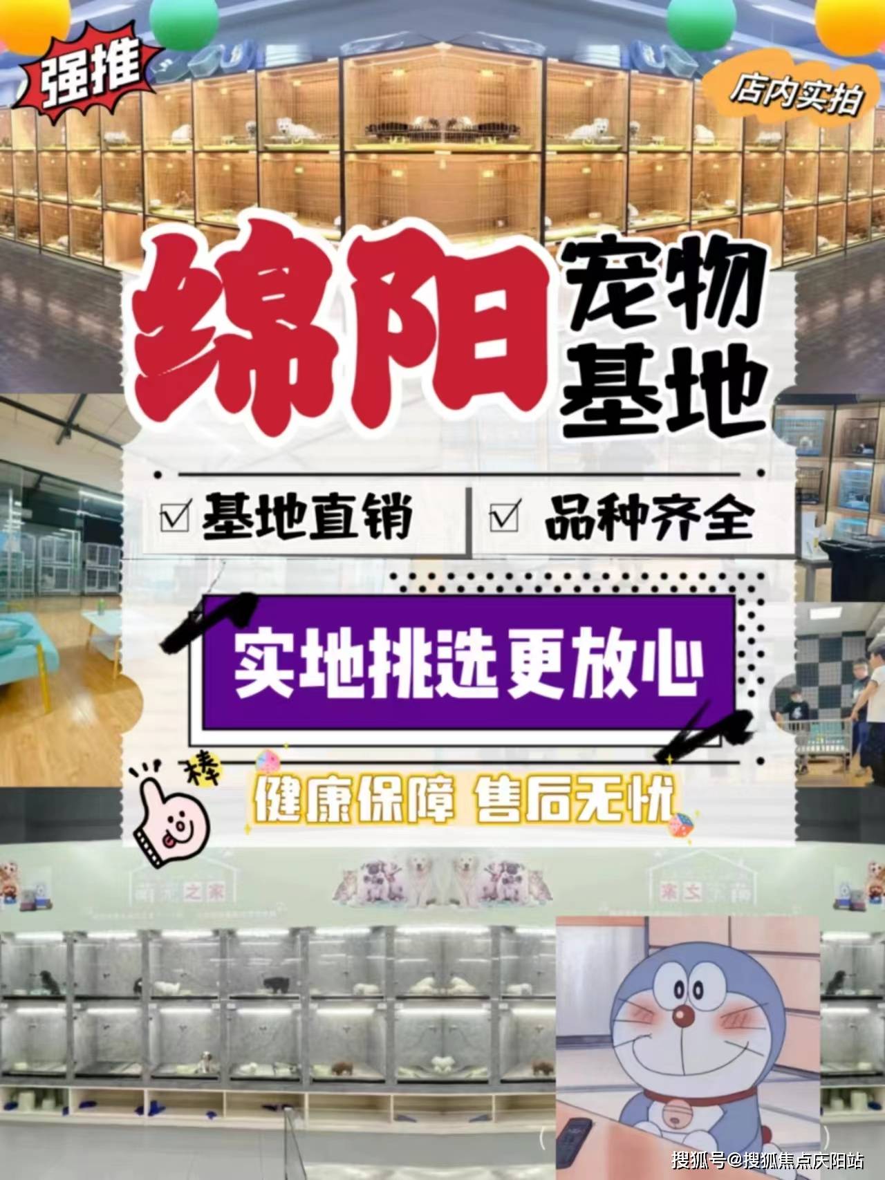 绵阳涪城区买拉布拉多犬多少钱一只?