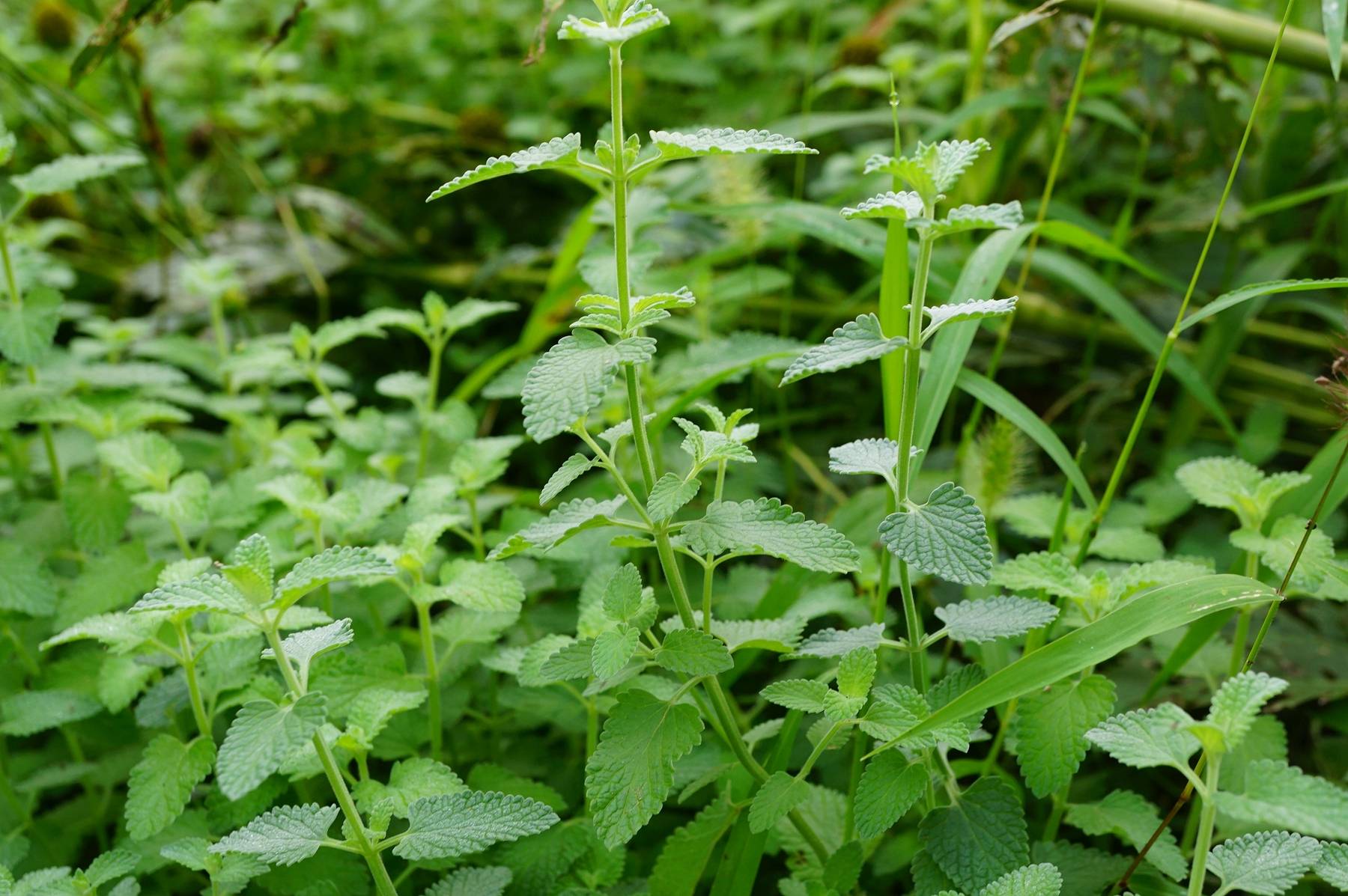 我见到的山东本土植物和园林栽培植物(754)费森杂种荆芥