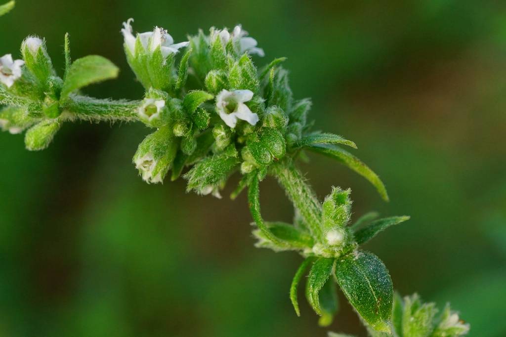 我见到的山东本土植物和园林栽培植物