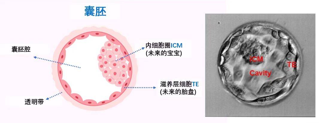 爱缘好孕：试管婴儿的胚胎报告如何解读？4AB中的数字和字母分别代表什么含义-试管胚胎等级4ab怎么样