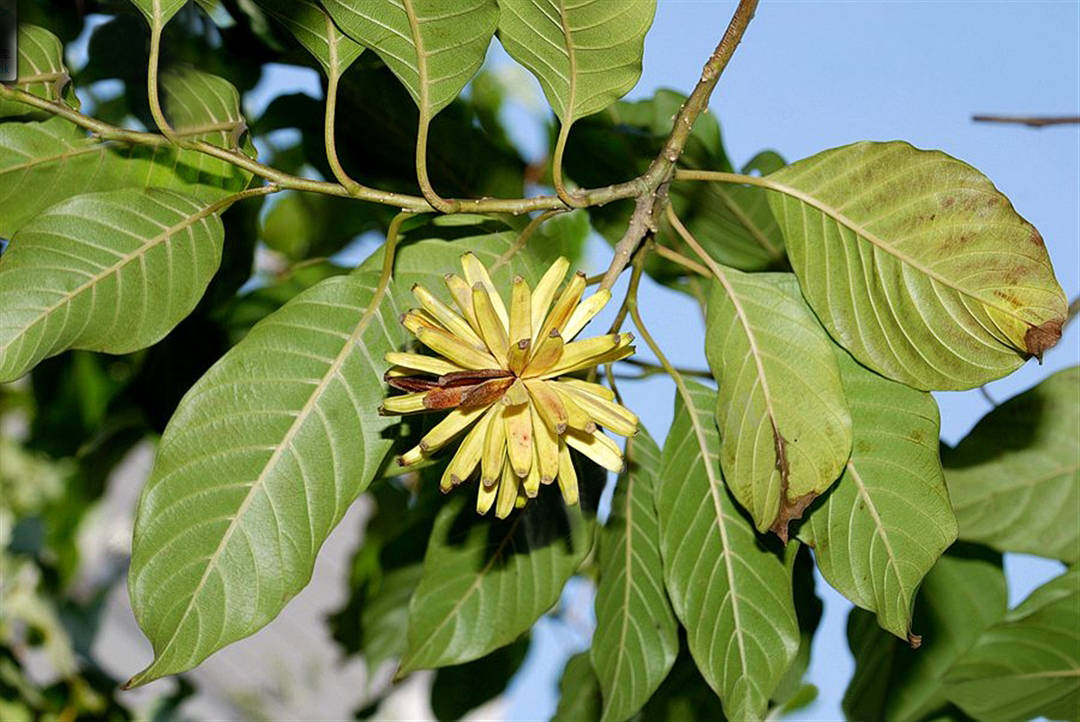 我见到的山东本土植物和园林栽培植物