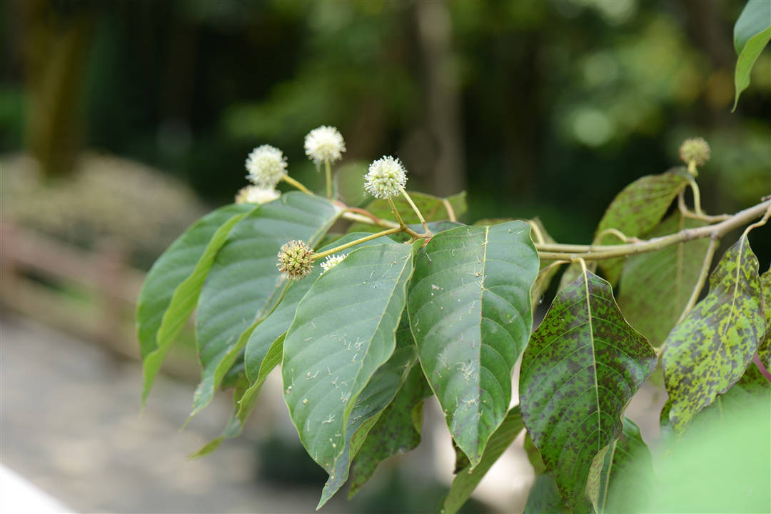 我见到的山东本土植物和园林栽培植物