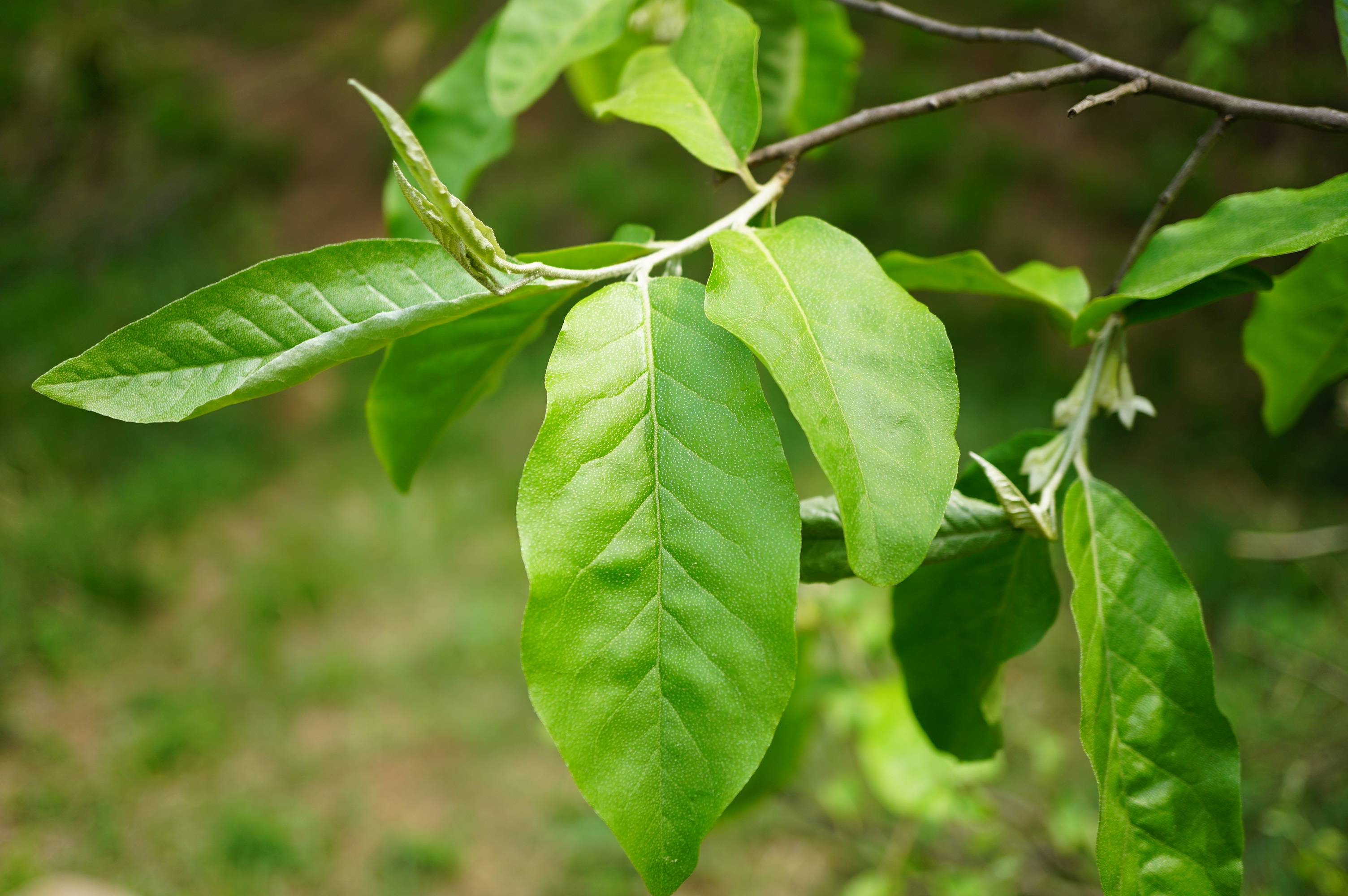 牛奶奶植物图片