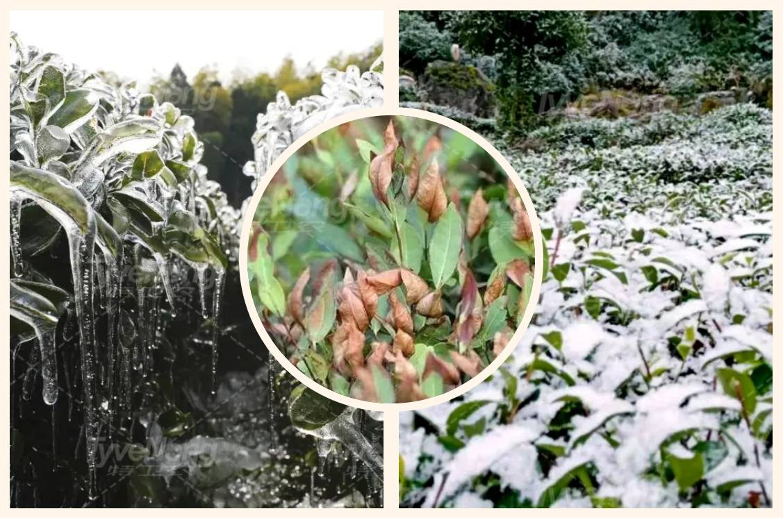 茶园防寒别发愁,特卫农来告诉您怎么办?_茶树_冻害_茶叶