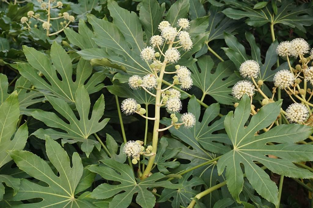 我见到的山东本土植物和园林栽培植物(802)八角金盘