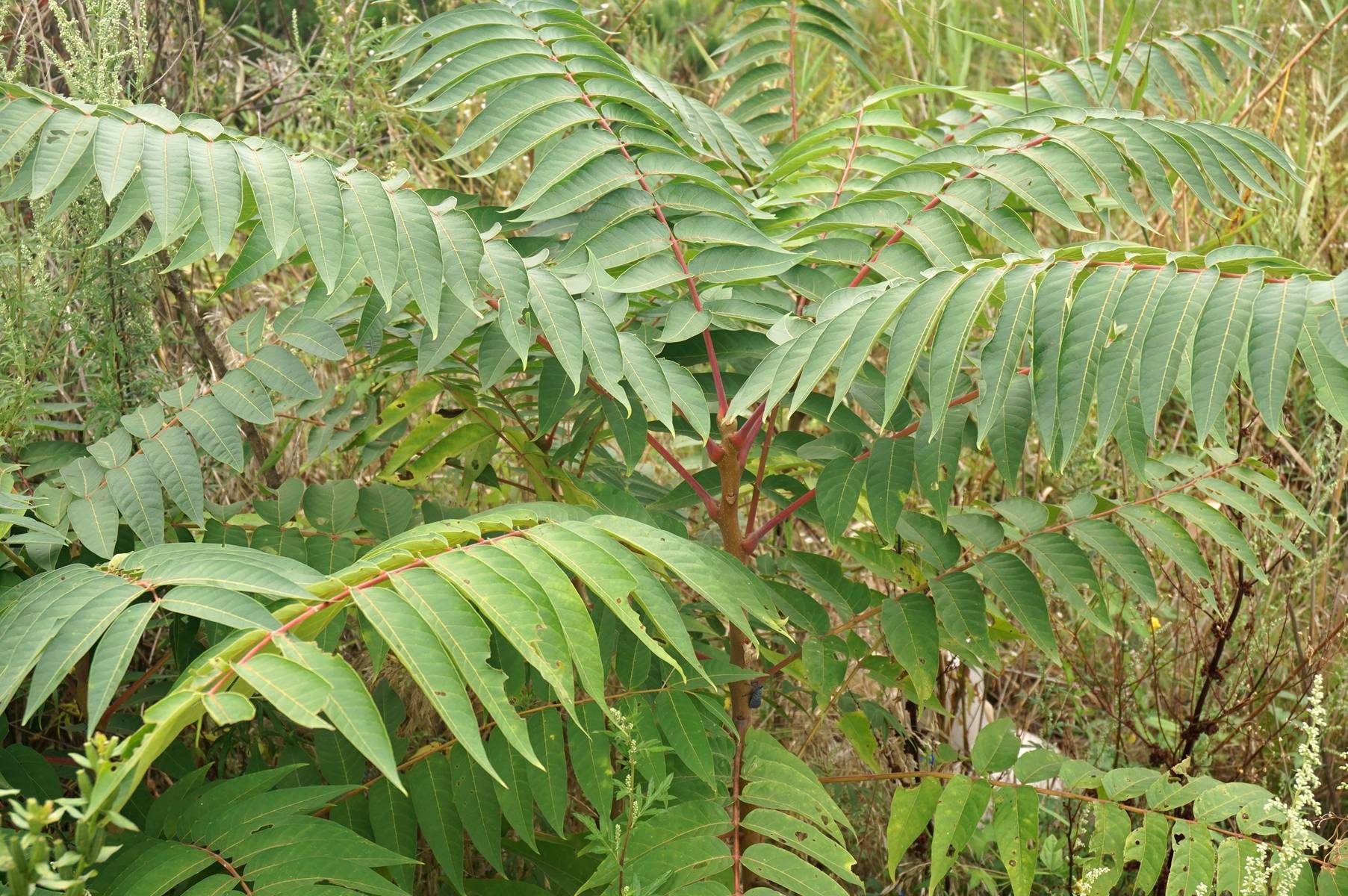 我见到的山东本土植物和园林栽培植物