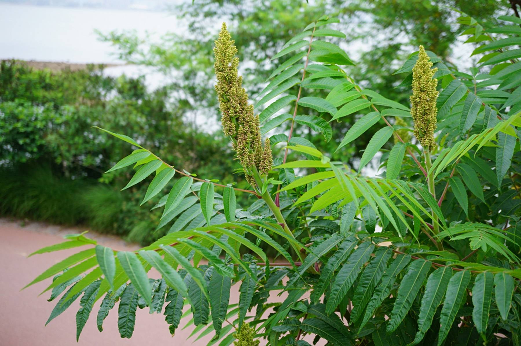 我见到的山东本土植物和园林栽培植物(830)火炬树