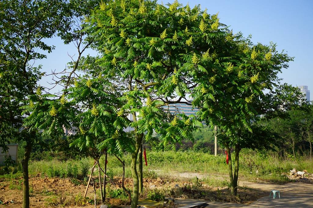 我见到的山东本土植物和园林栽培植物(830)火炬树