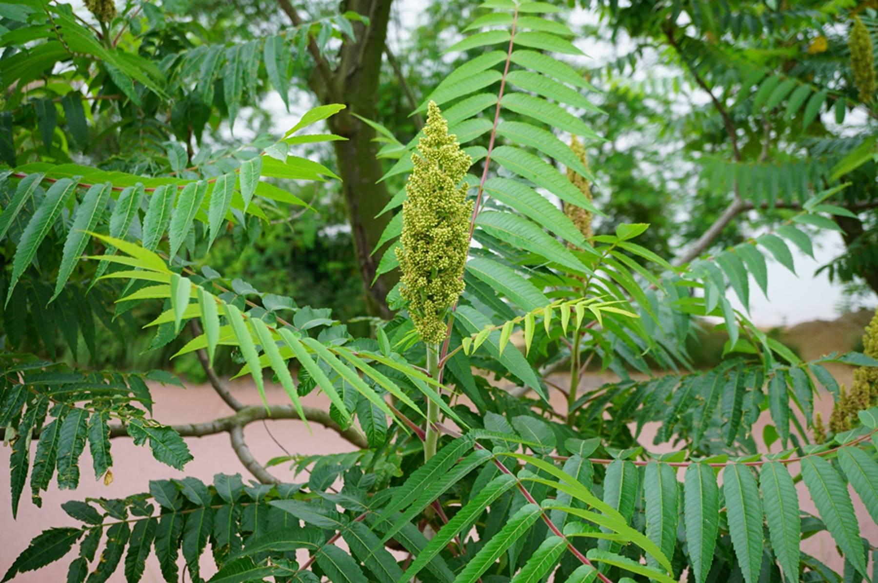 我见到的山东本土植物和园林栽培植物(830)火炬树