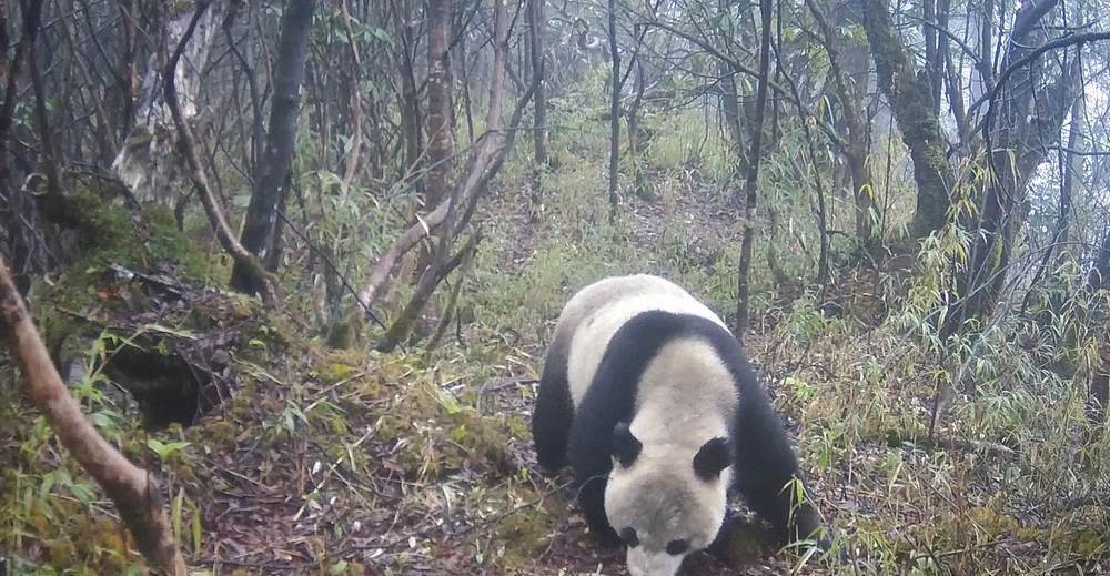 大熊猫咬死人图片