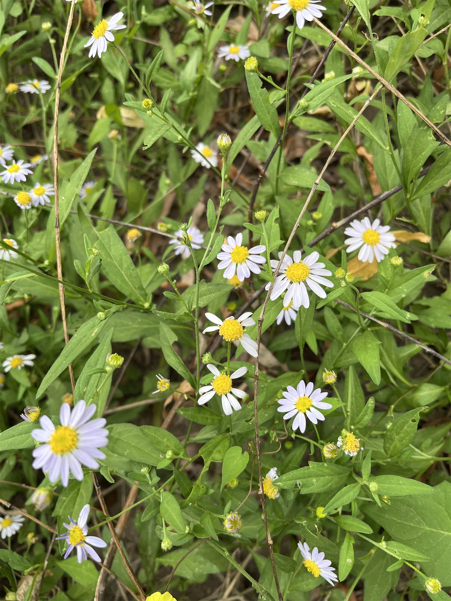 花草世界之70:马兰