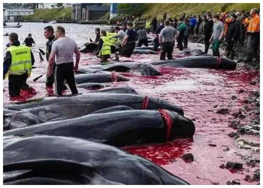 捕鲸传统那么,日本为什么要冒天下之大不韪,以身试法,这背后究竟有