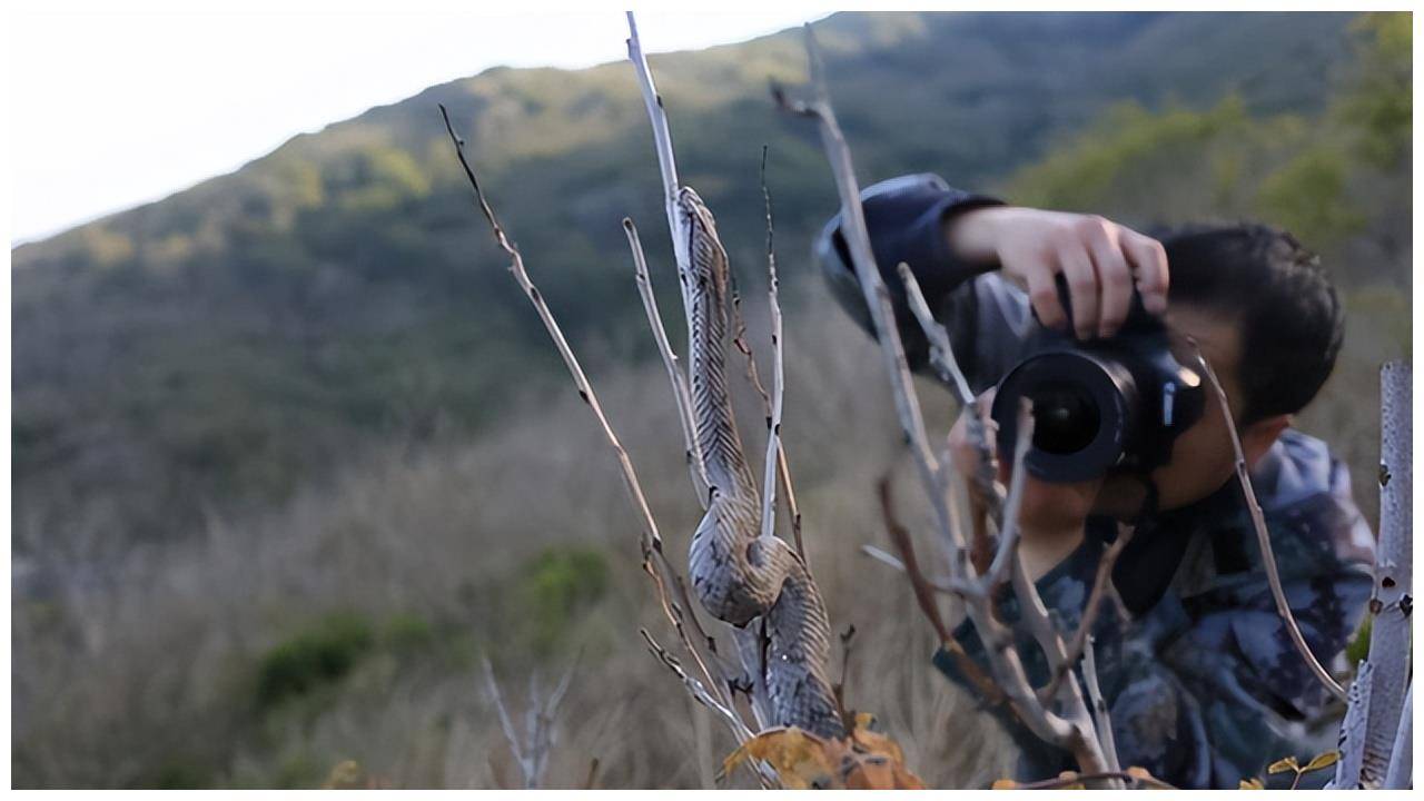 大连蛇岛疯狂"内卷",一平方公里2万多条蛇,毒性是陆地表亲5倍