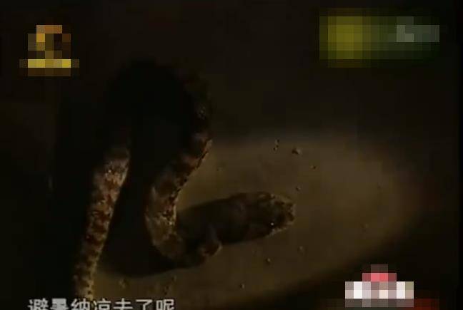 "蛇感受温度主要是靠七寸的地方,感受之后它就会把蛇信子吐出来探路