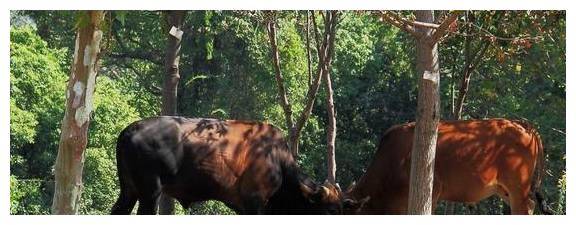 不慌不忙完成了诗:"子建策马而驰,既揽笔赋曰:"两肉齐道行,头上戴横骨