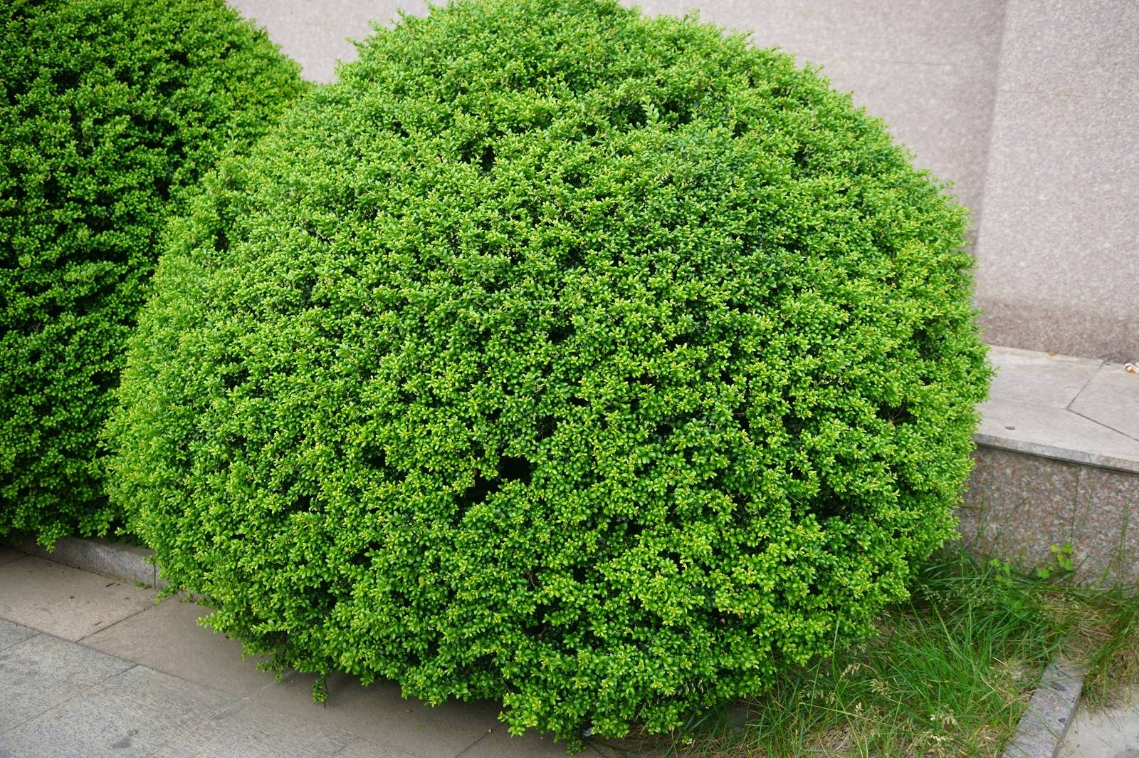 龟甲冬青是齿叶冬青的变种,与后者的主要区别是,叶片向上凸起,似龟甲