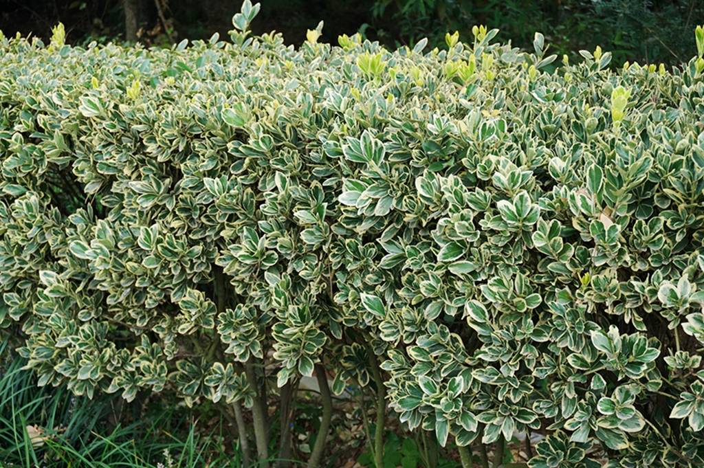 我见到的山东本土植物和园林栽培植物(865-2)金边黄杨和银边黄杨