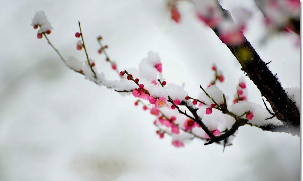 王安石燕山雪花大如席图片