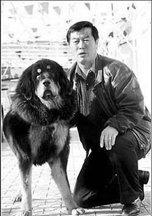 马俊仁退出体坛念狗经,将藏獒包装成4000万身价:我这是为国争光