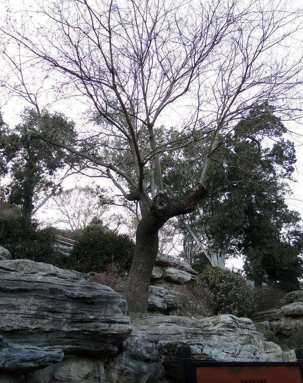 崇祯皇帝自缢处:两块寒酸石碑,一棵老歪脖子树,充满了无尽悲壮