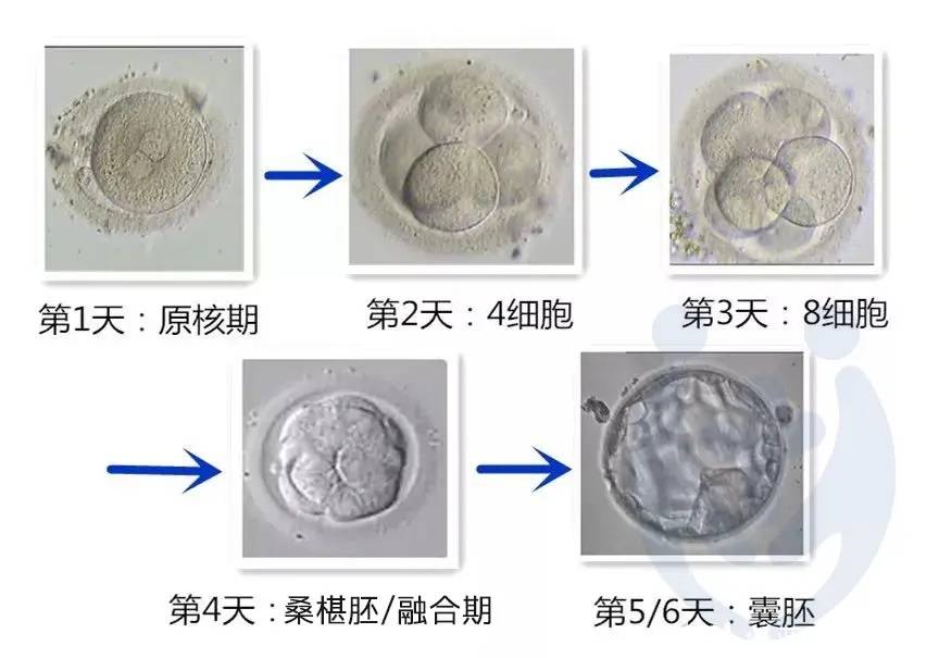 卵细胞行程图片