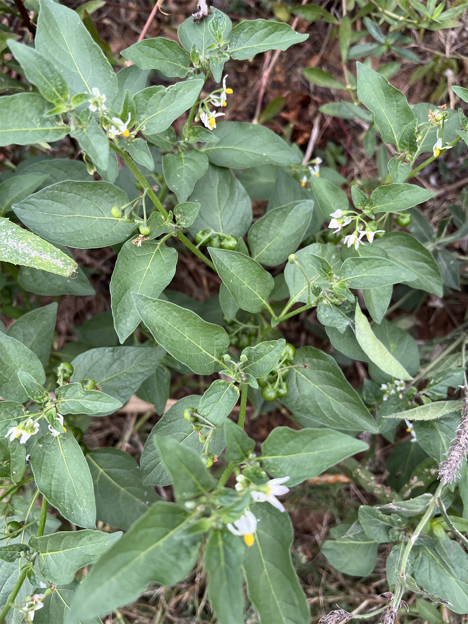 花草世界之87:龙葵