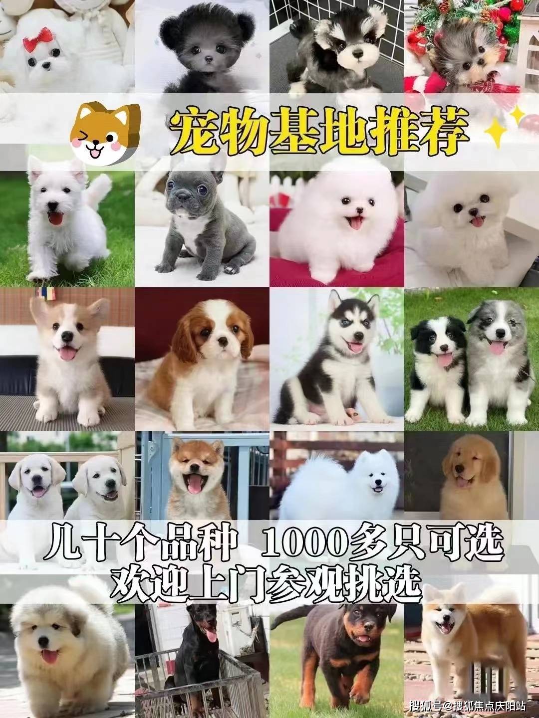 湖州买拉布拉多犬(湖州)买拉布拉多犬多少钱一只