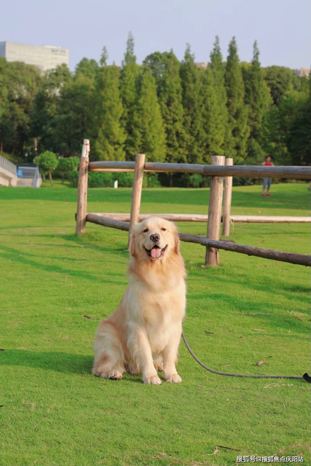 牛梗犬图片多少钱一只图片