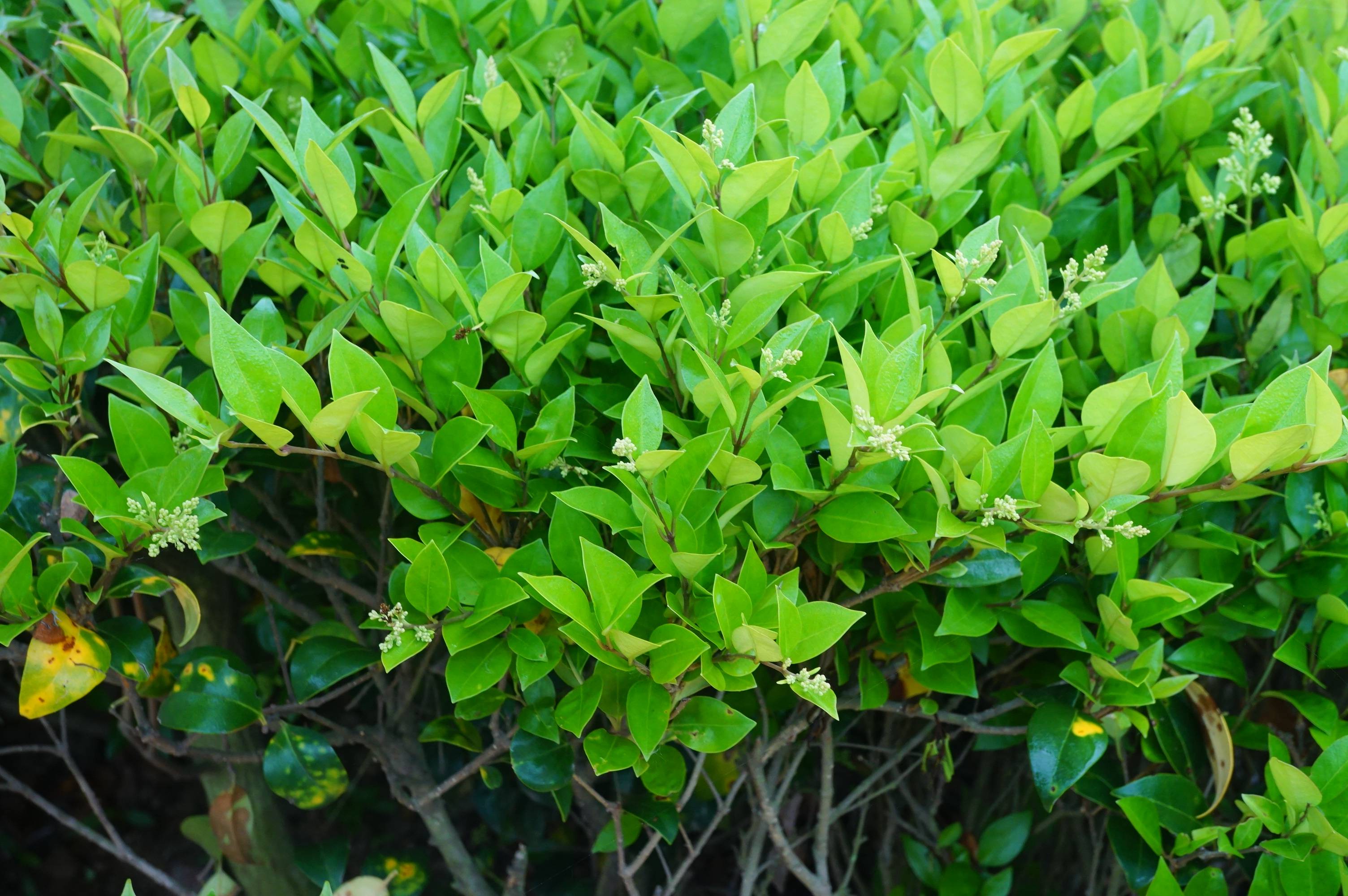 我见到的山东本土植物和园林栽培植物892日本女贞