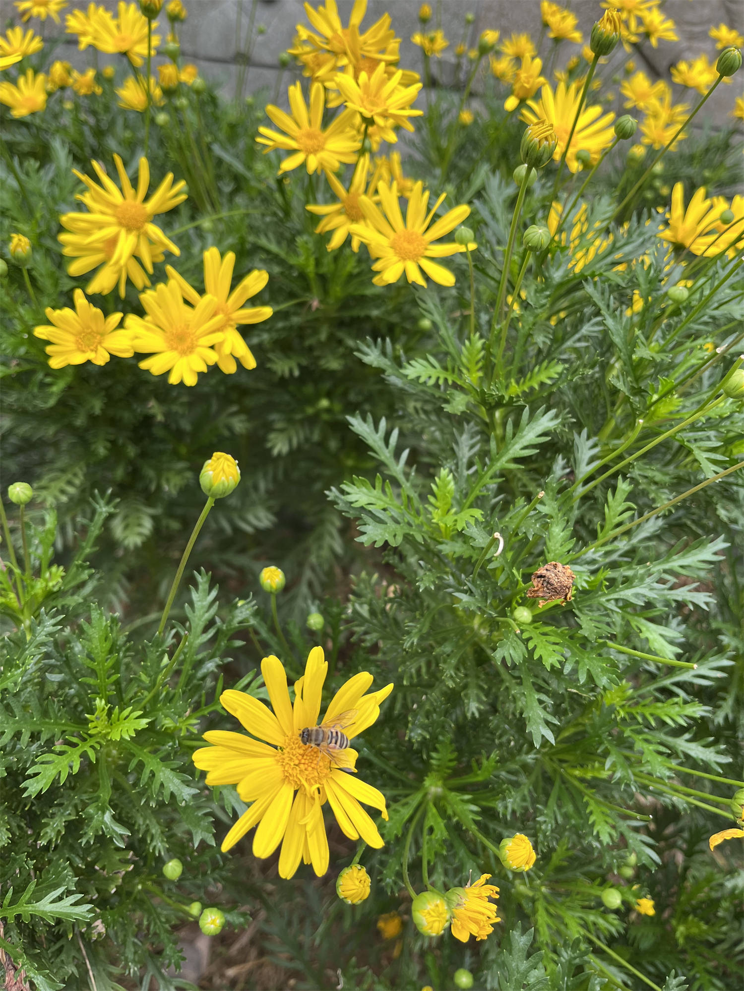 花花世界之89 猫耳菊