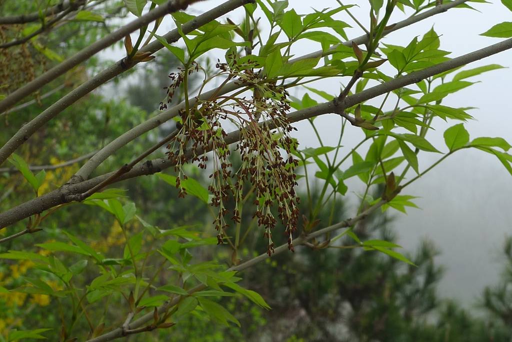 白蜡植物图片