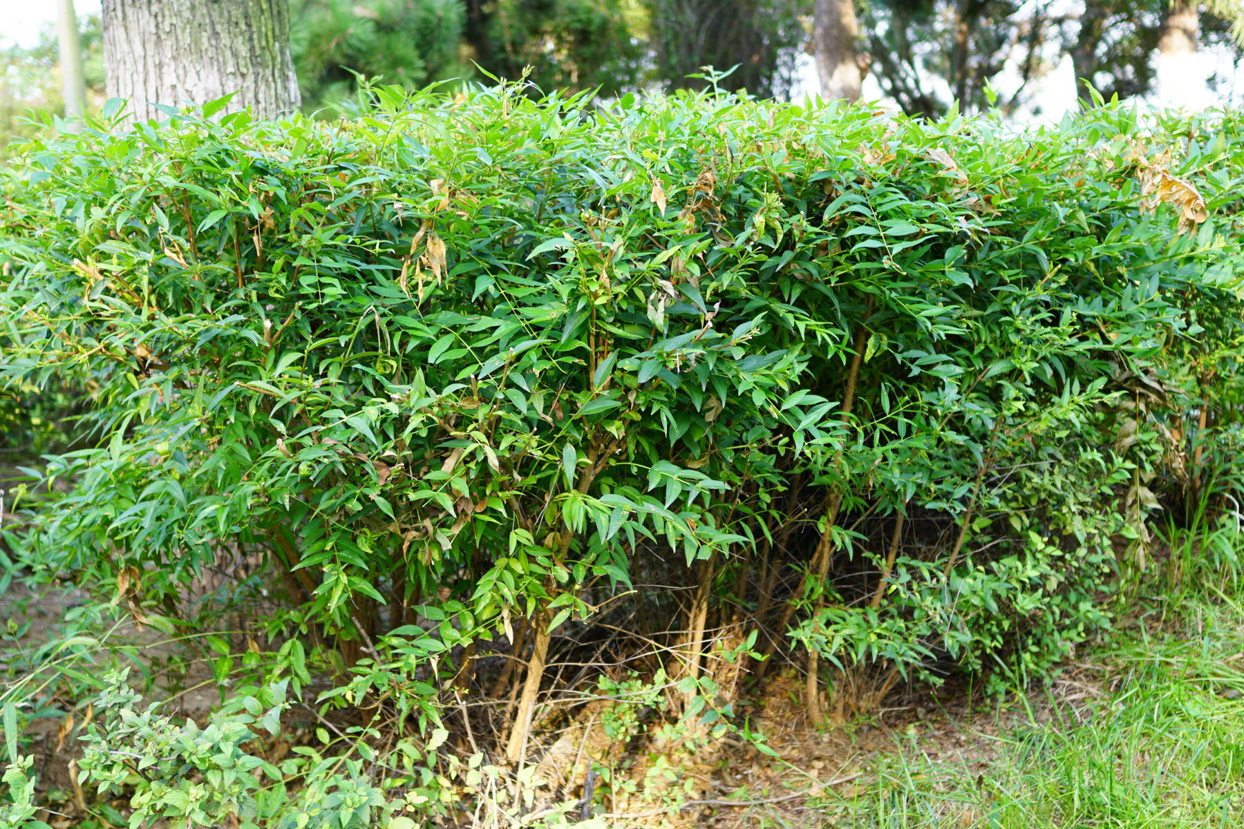 木犀科雪柳属落叶灌木或小乔木,高达8米;树皮灰褐色.枝